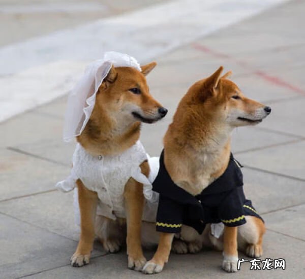 埋狗狗的地方种棵什么树好 葡萄树要埋死狗吗