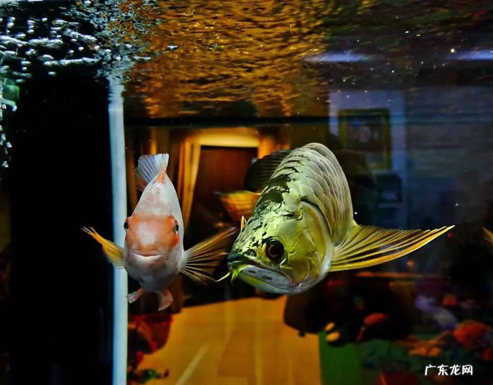 养鱼放什么位置风水 养鱼的风水学问