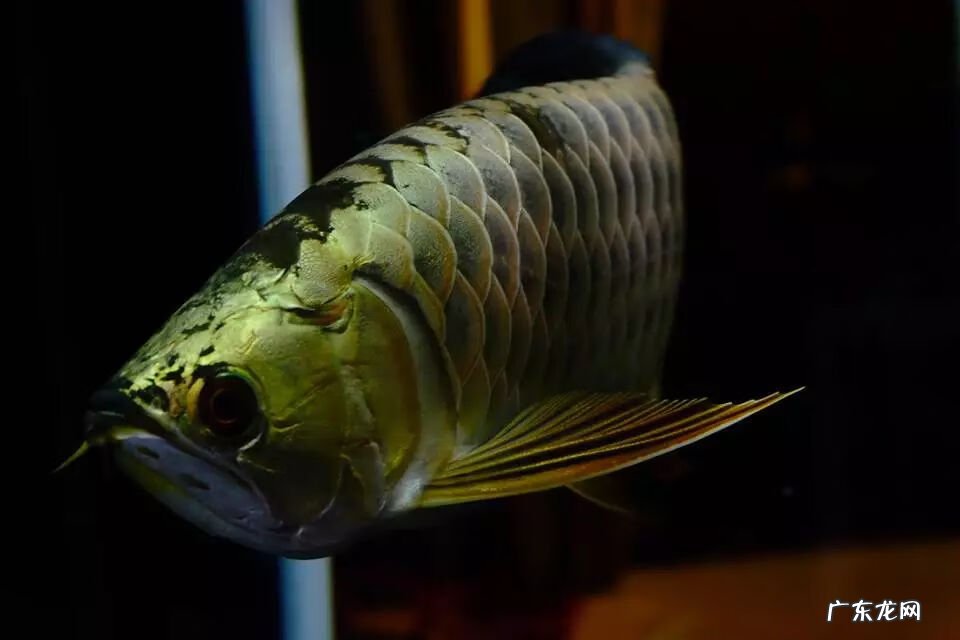 养鱼放什么位置风水 养鱼的风水学问