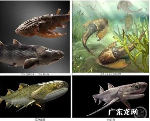 人类是从鱼类进化成的进化史对吗为什么,人类是从鱼进化来的还是猴子