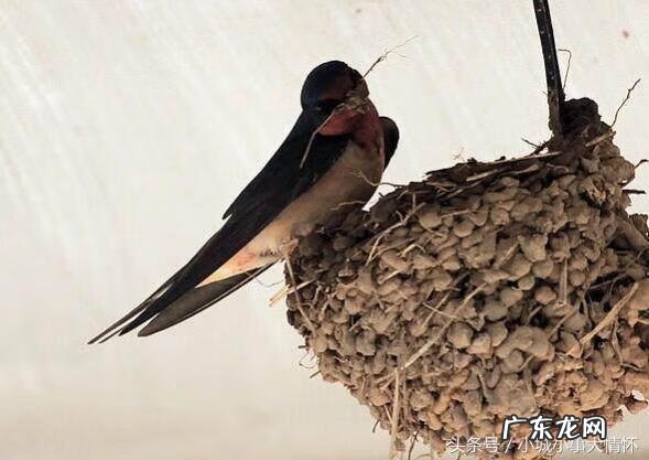 风水解说家里飞来鹦鹉 风水解说家里飞来鹦鹉又飞了
