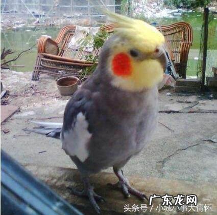 风水解说家里飞来鹦鹉 风水解说家里飞来鹦鹉又飞了