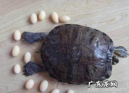 风水解说家里飞来鹦鹉 风水解说家里飞来鹦鹉又飞了