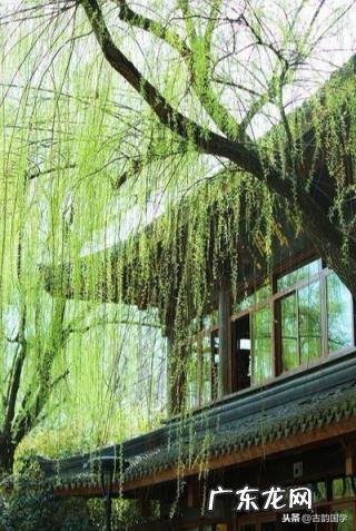 陶醉的意思解释 我用什么方法理解陶醉的意思