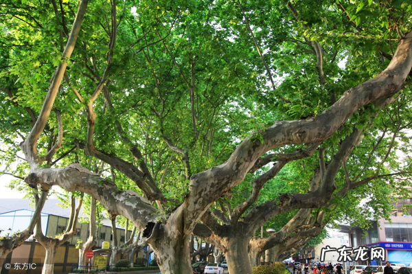 庭院种银杏树的风水讲究 农村院子里种银杏树风水好
