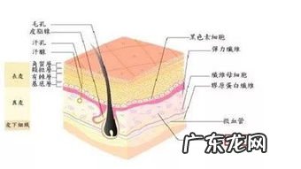 皮为什么是半包围结构 皮的结构和部首是什么意思