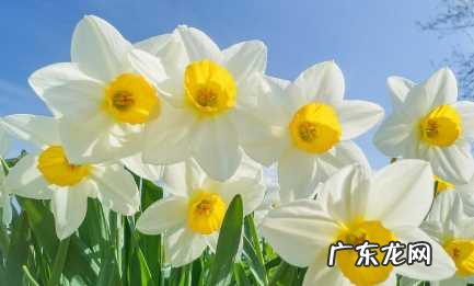 什么时候种植水仙花 2022年11月能种水仙花吗冬天