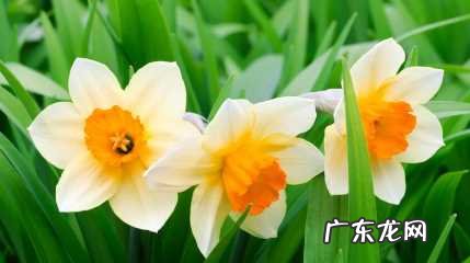 什么时候种植水仙花 2022年11月能种水仙花吗冬天