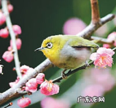 权氏民间风水详解 风水中主职实控权者