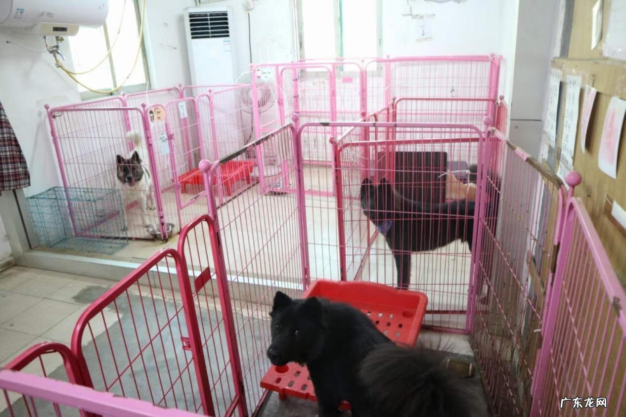 广州免费领养猫的地方 广州宠物猫领养中心