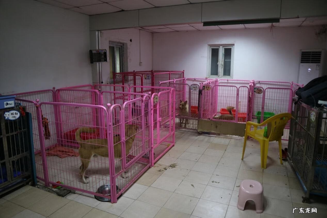 广州免费领养猫的地方 广州宠物猫领养中心