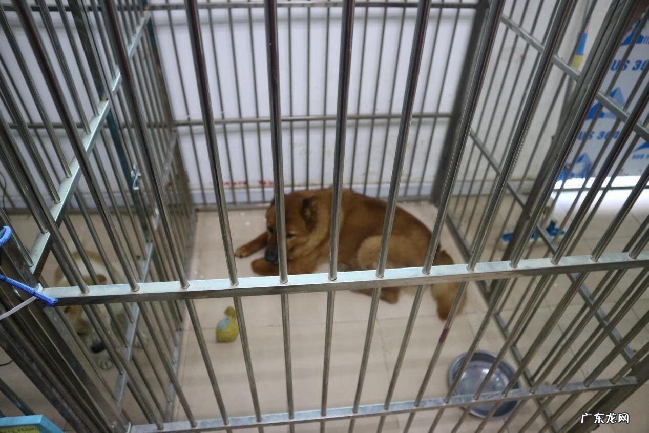 广州免费领养猫的地方 广州宠物猫领养中心