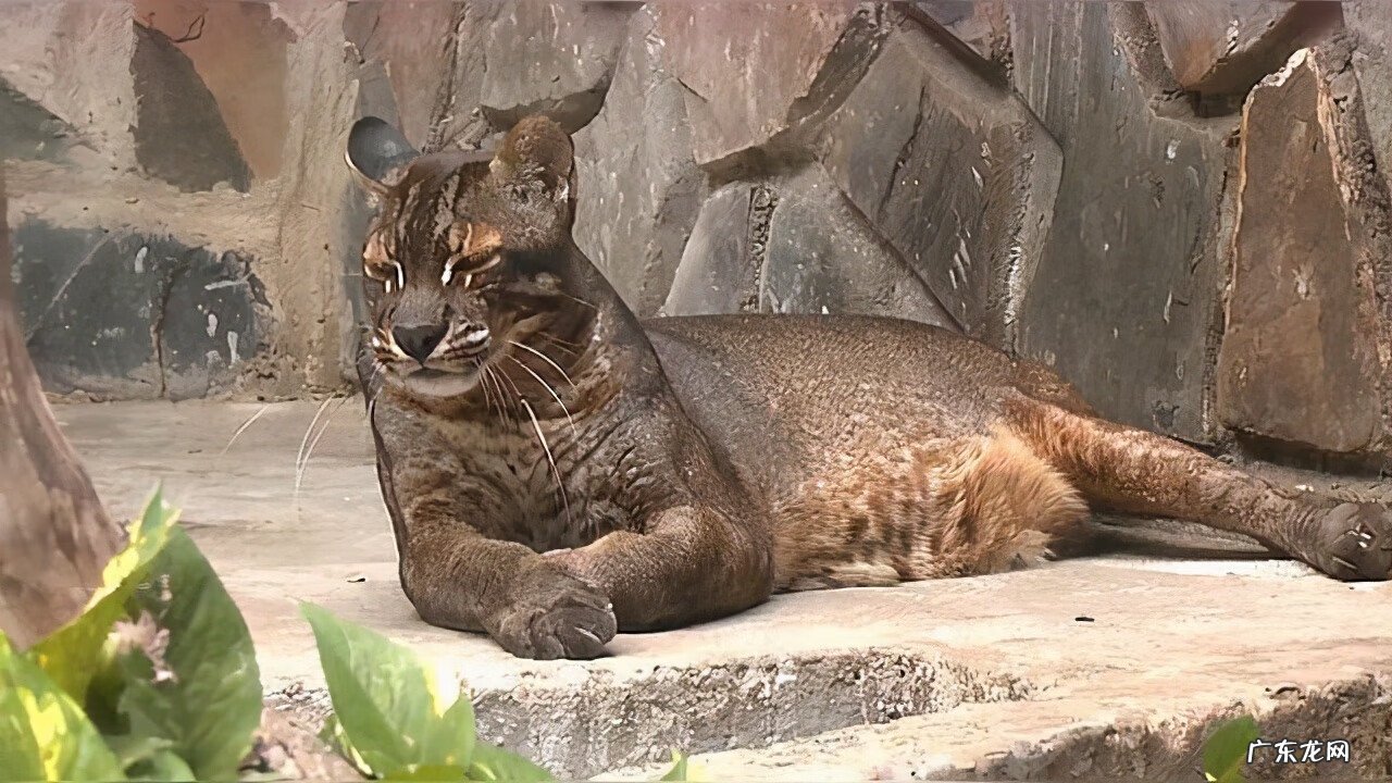 麒麟与老虎哪个凶猛 老虎怕麒麟吗