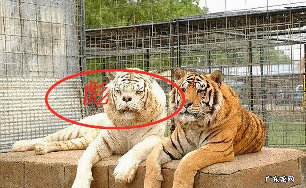 麒麟与老虎哪个凶猛 老虎怕麒麟吗