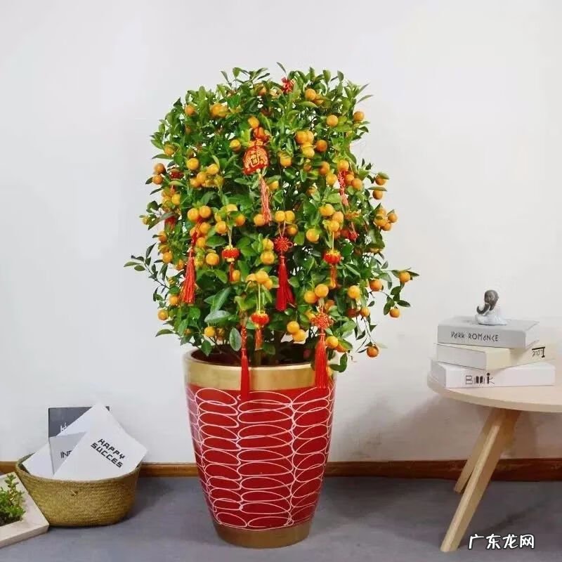 招财树摆放风水 招财树与风水