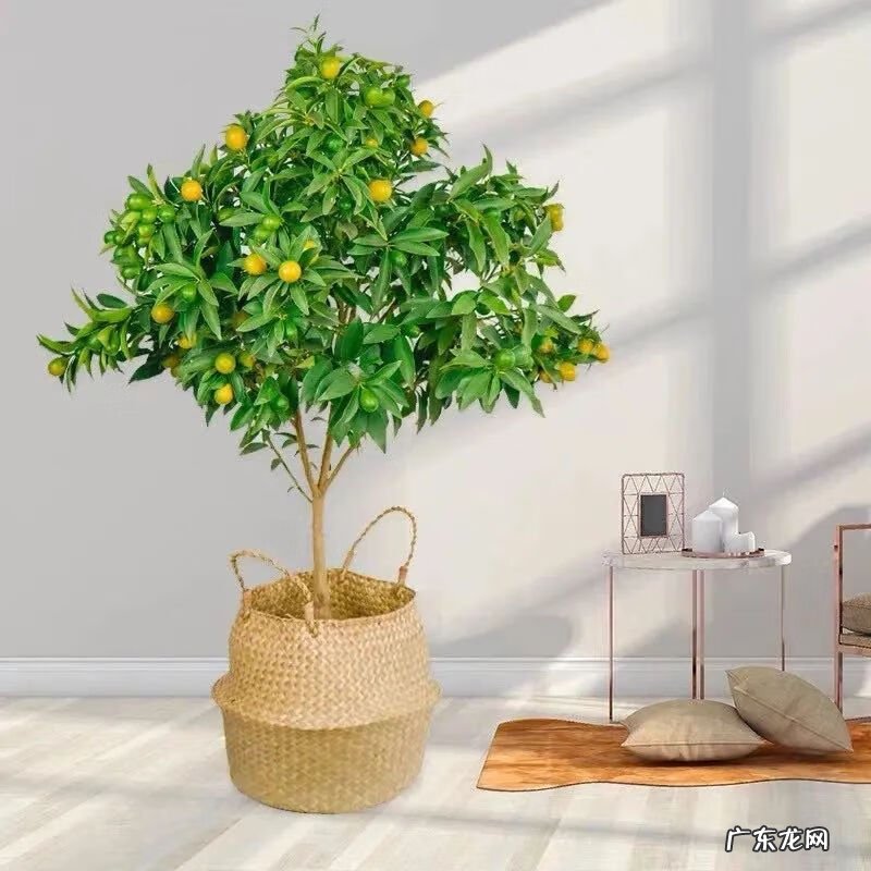 招财树摆放风水 招财树与风水