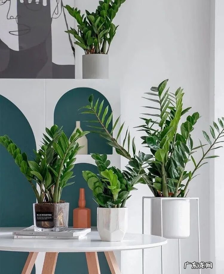 招财树摆放风水 招财树与风水