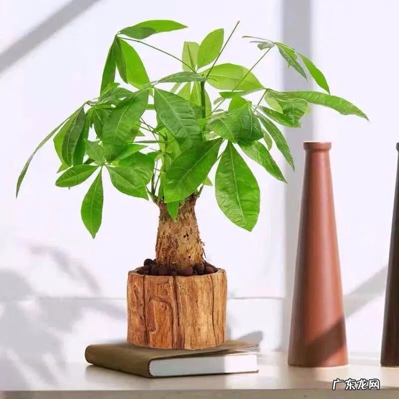 招财树摆放风水 招财树与风水