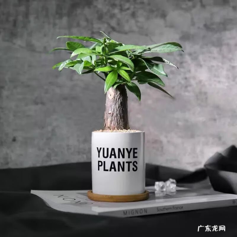 招财树摆放风水 招财树与风水