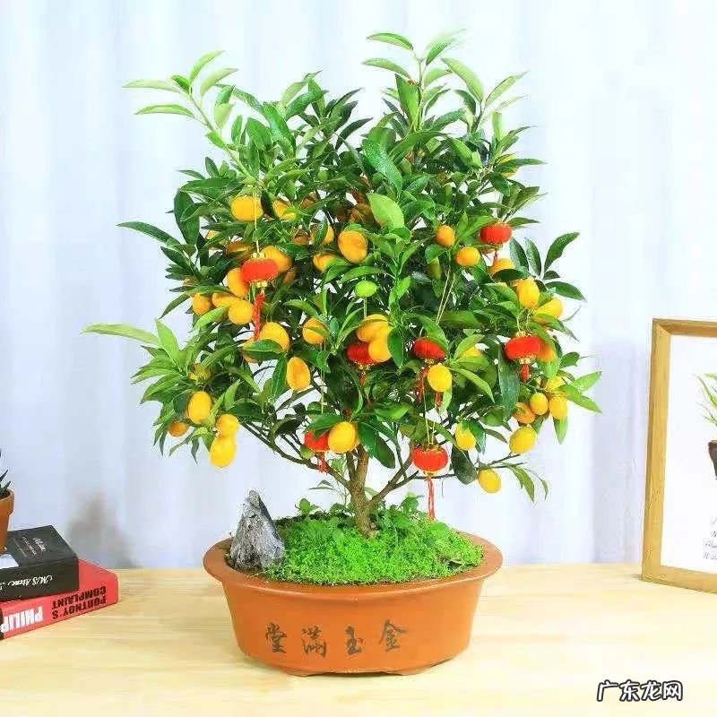 招财树摆放风水 招财树与风水