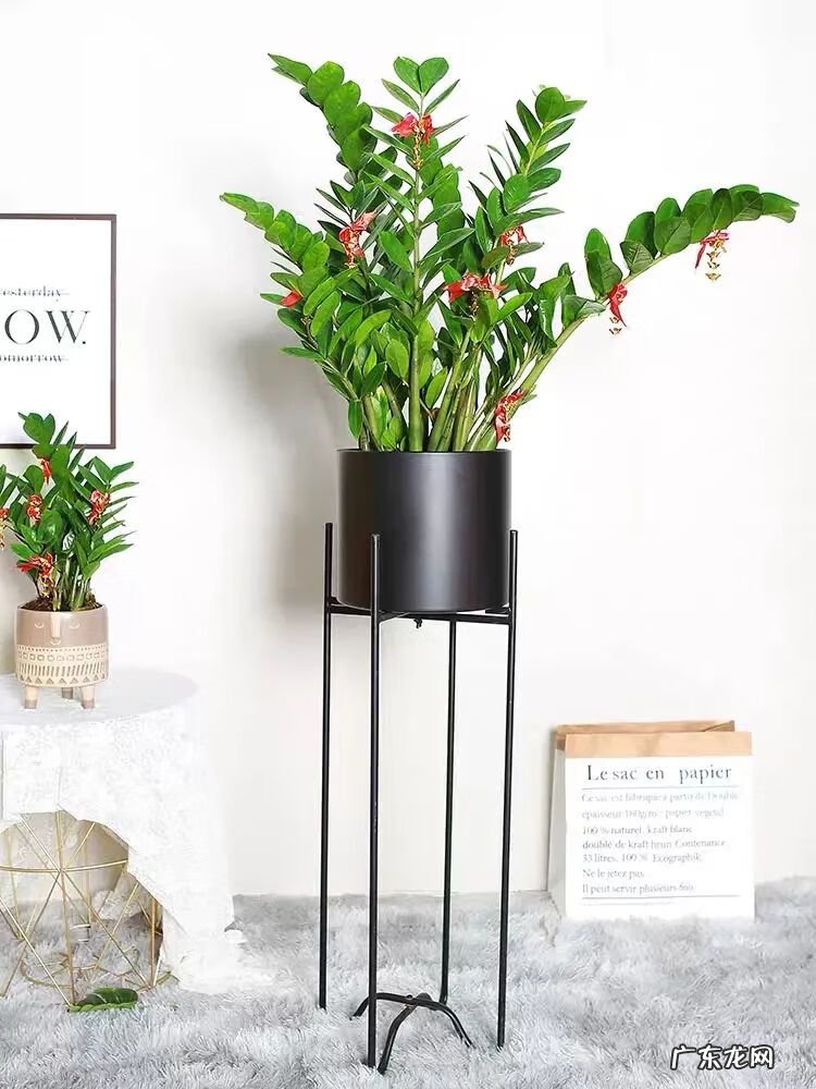 招财树摆放风水 招财树与风水