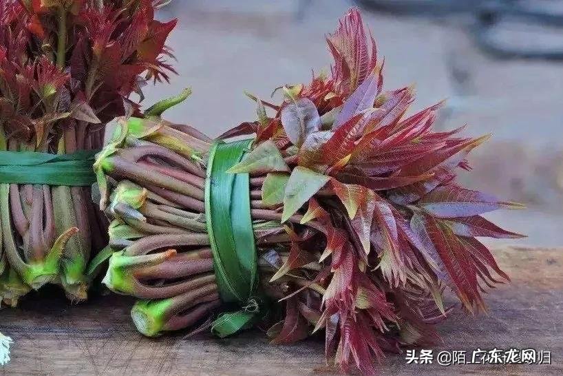 香椿树与椿芽树的区别 椿树 风水