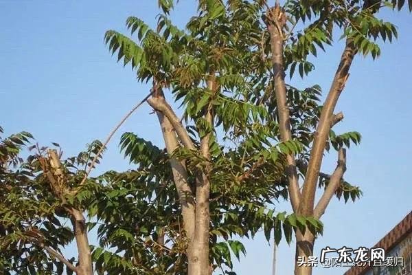 香椿树与椿芽树的区别 椿树 风水