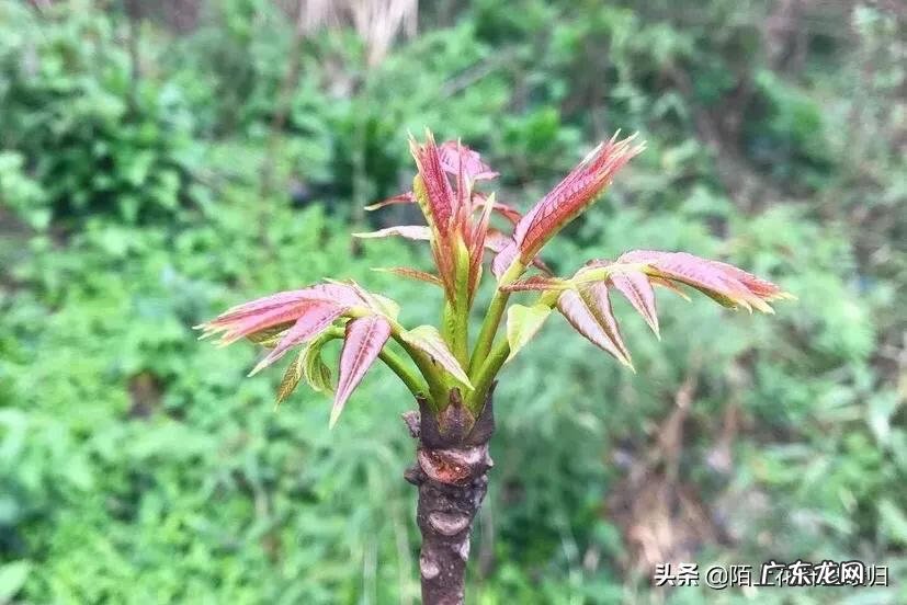 香椿树与椿芽树的区别 椿树 风水