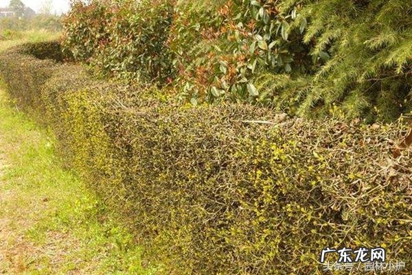 什么果树做篱笆墙好 什么树做篱笆墙风水好呢