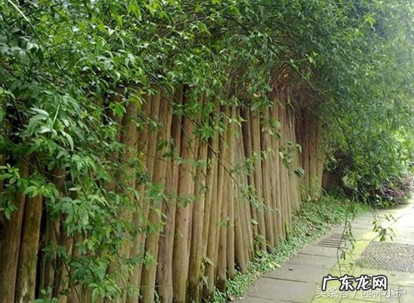 什么果树做篱笆墙好 什么树做篱笆墙风水好呢