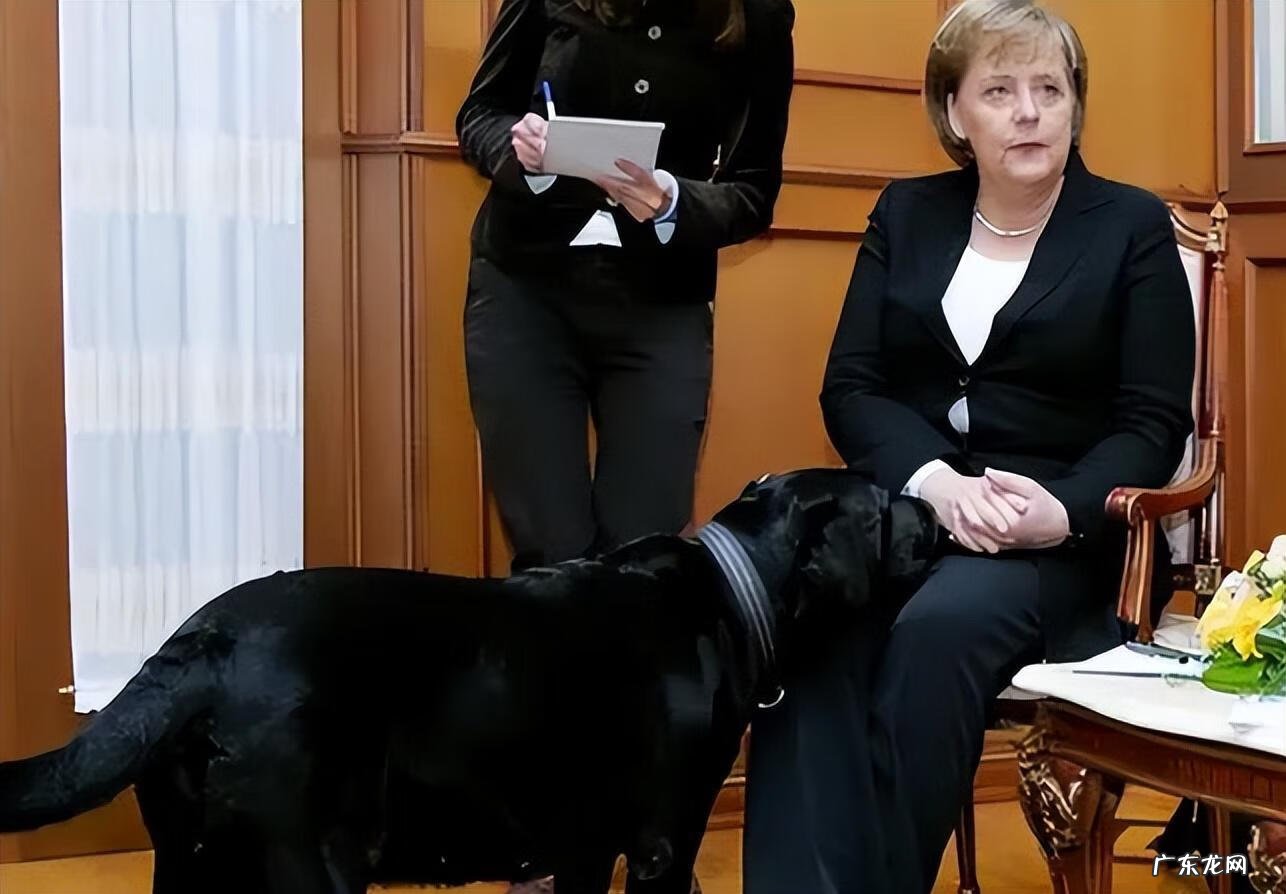 保加利亚牧羊犬幼犬