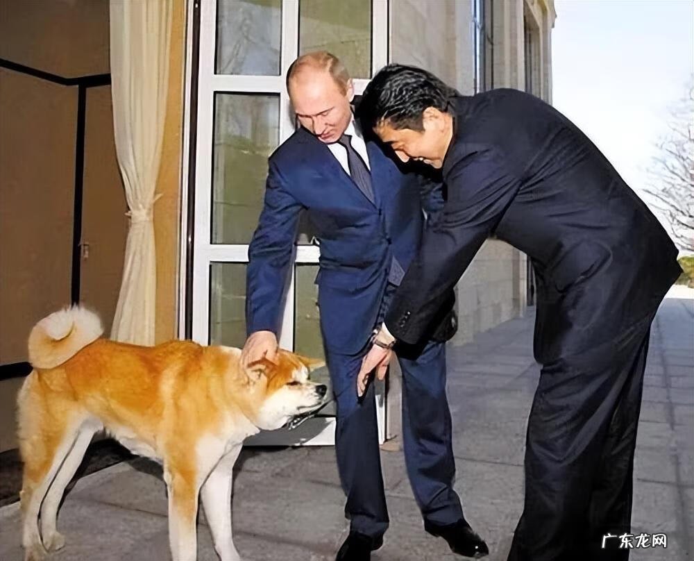 保加利亚牧羊犬幼犬