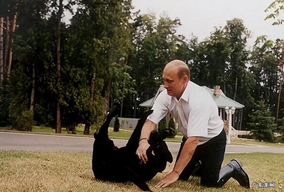 保加利亚牧羊犬幼犬