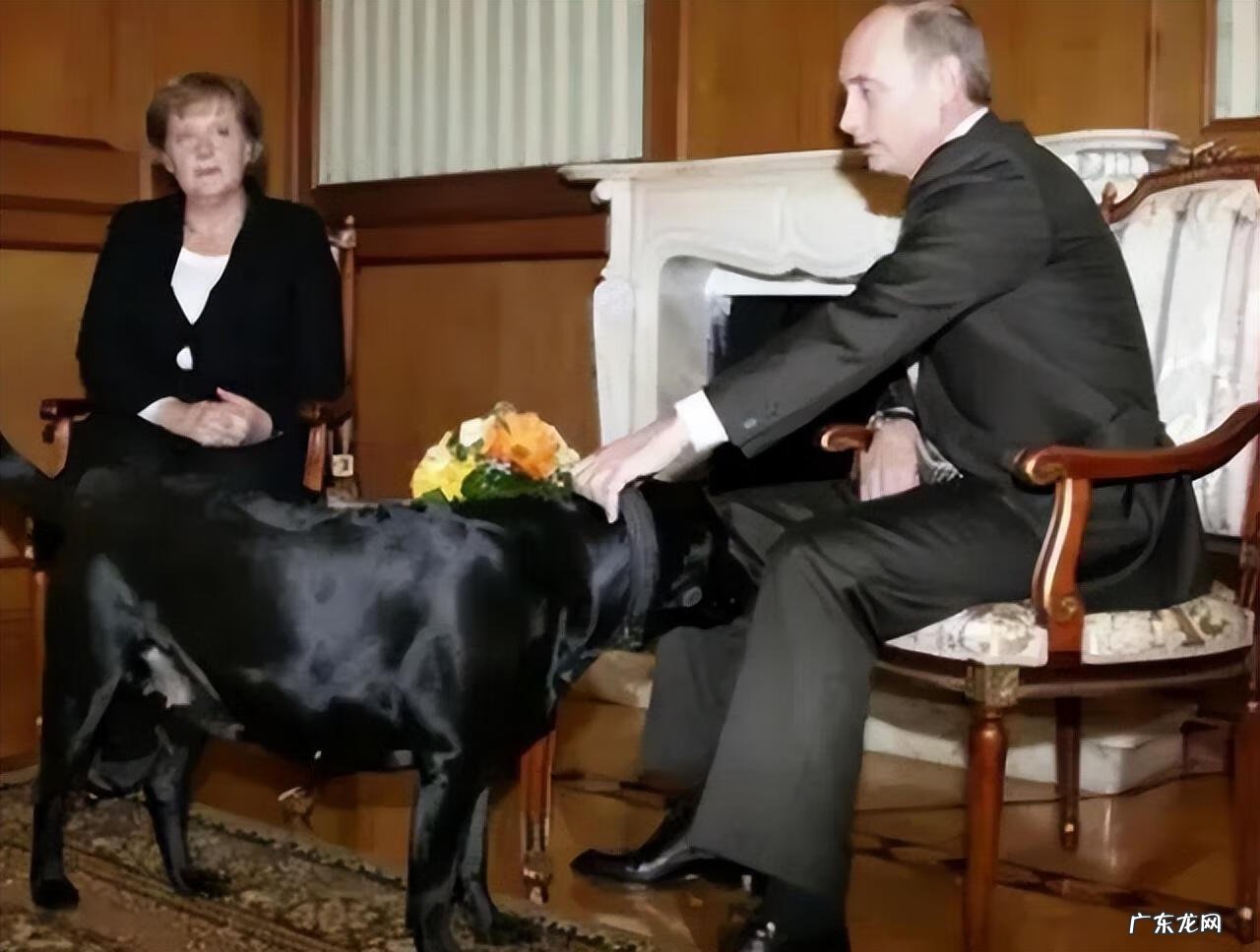 保加利亚牧羊犬幼犬