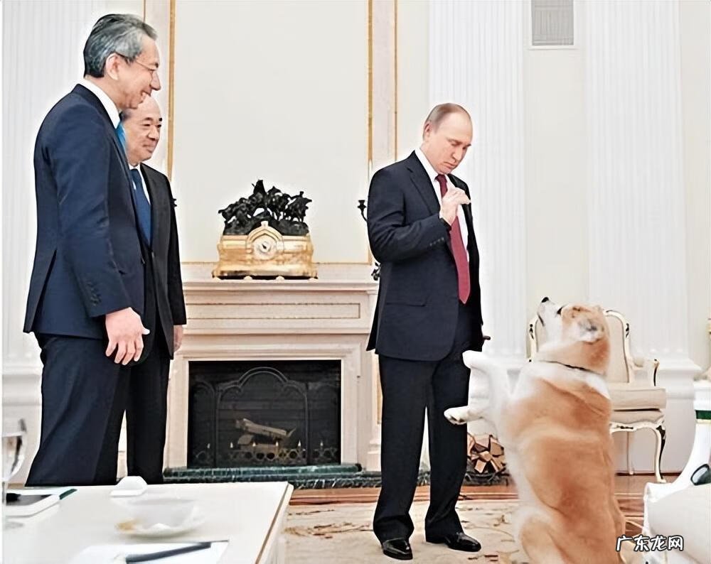 保加利亚牧羊犬幼犬