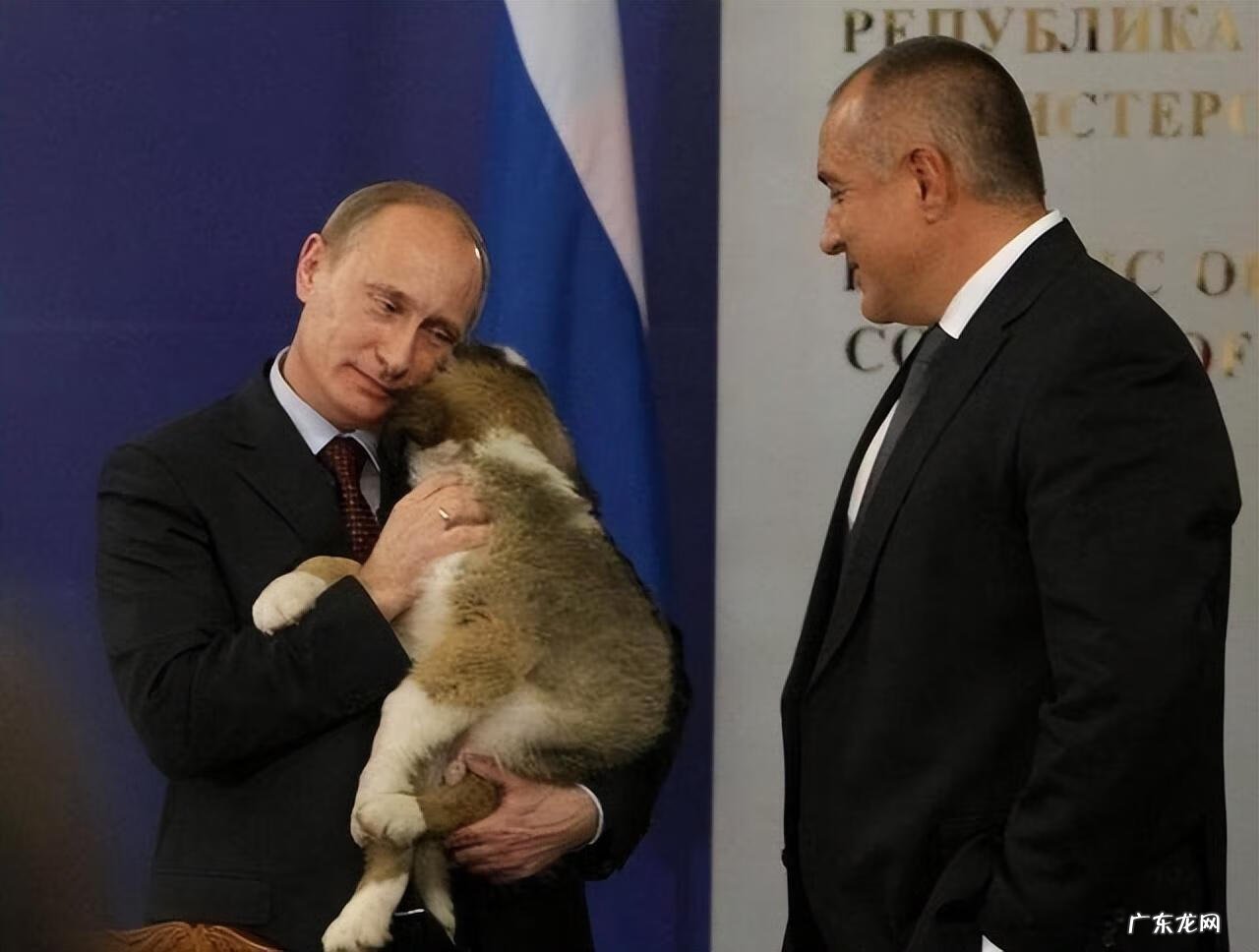 保加利亚牧羊犬幼犬