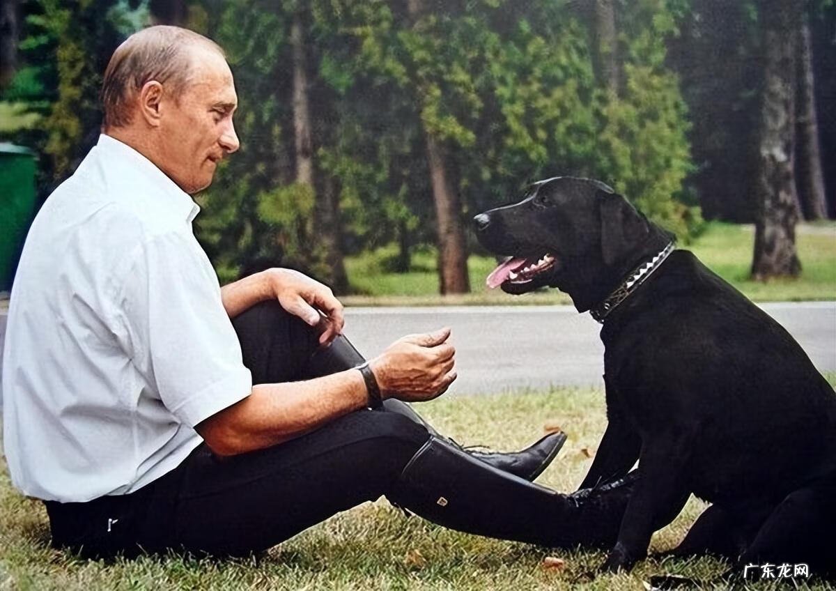 保加利亚牧羊犬幼犬