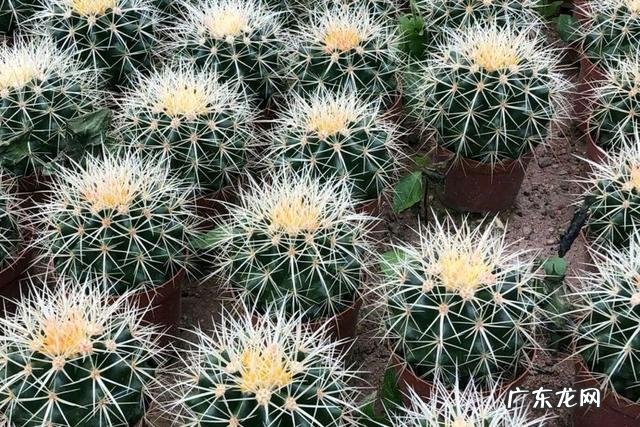 家里种虞美人风水 虞美人风水寓意