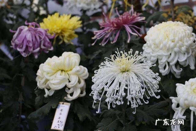 家里种虞美人风水 虞美人风水寓意