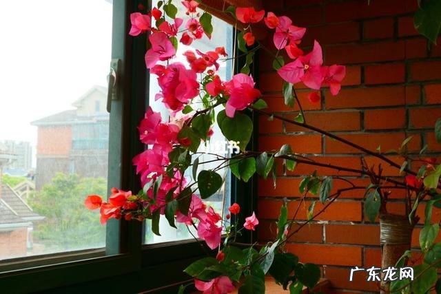 家里种虞美人风水 虞美人风水寓意