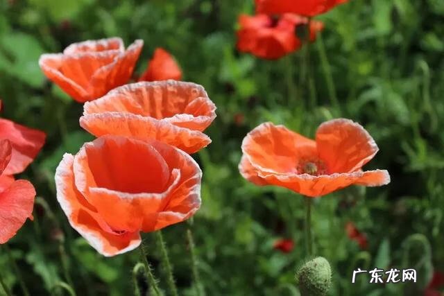 家里种虞美人风水 虞美人风水寓意