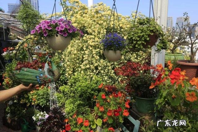 家里种虞美人风水 虞美人风水寓意