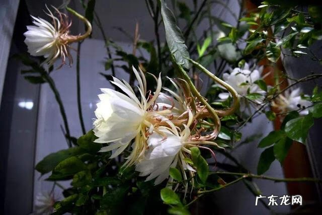 家里种虞美人风水 虞美人风水寓意