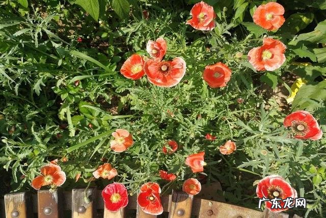 家里种虞美人风水 虞美人风水寓意