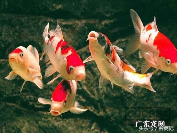 养鱼的数量和颜色有什么讲究 风水金鱼颜色和数目