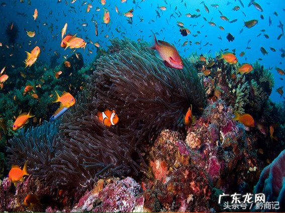 养鱼的数量和颜色有什么讲究 风水金鱼颜色和数目