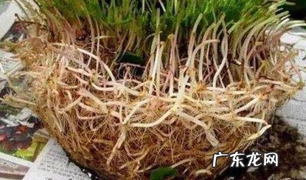 柳条是什么季节 杨柳枝药法