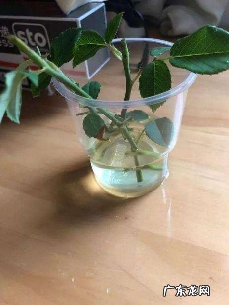 柳条是什么季节 杨柳枝药法