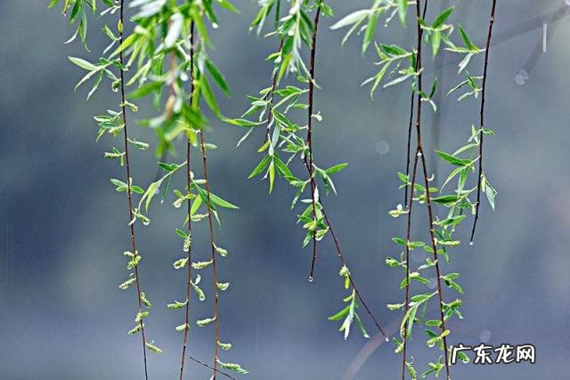 柳条是什么季节 杨柳枝药法