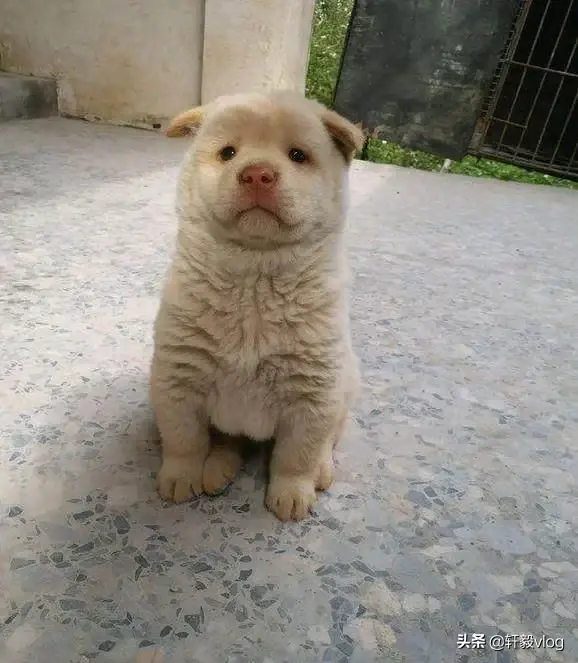 广东揭阳土斗狗 揭阳土狗群